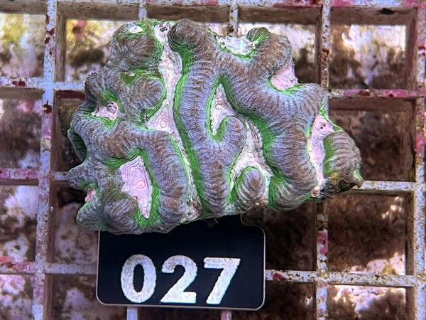 Platygyra spec. ultra Frag (027)