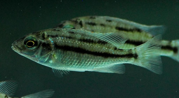 Eclectochromis lobochilus - Hertae