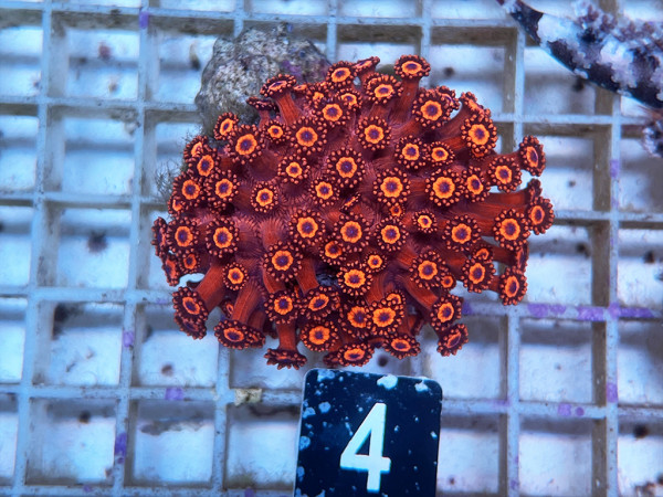 Goniopora sp. rot (4)