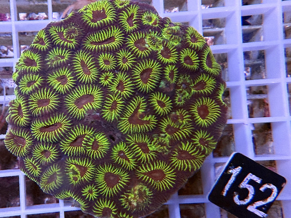 Favia spec.- ultra (152)