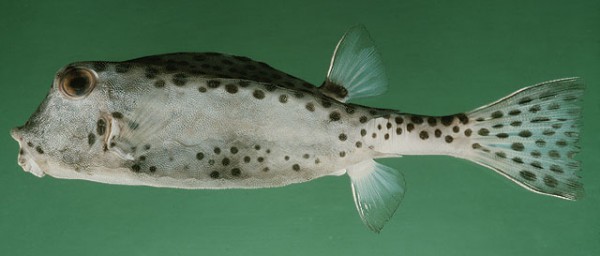 Rhynchostracion nasus - kleiner Nasen-Kofferfisch
