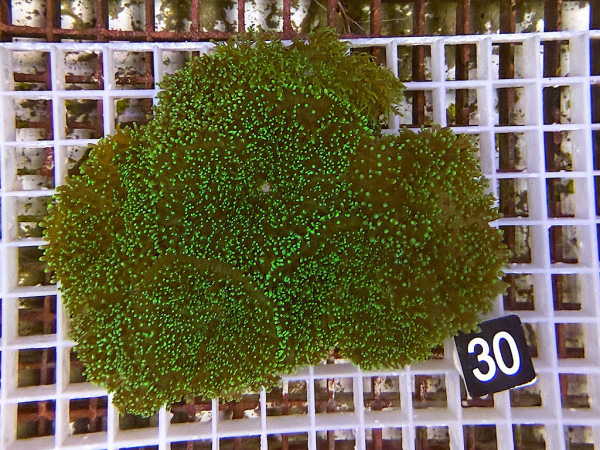 Rhodactis sp. - Fussel-Scheibenanemonen (30)