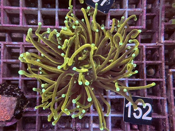 Euphyllia glabrescens GoldenTorch Doppelpolyp (152)