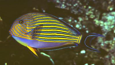 Acanthurus lineatus - Blaustreifen-Doktorfisch