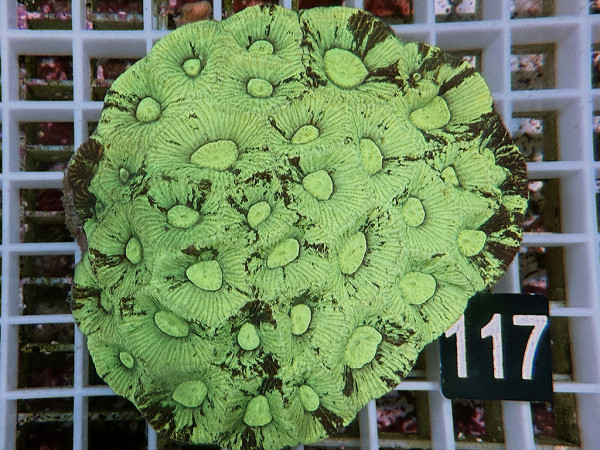 Favia spec.- ultra (117)