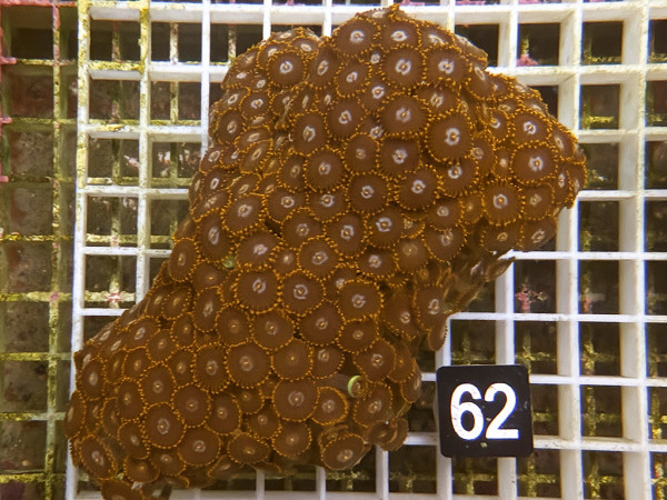 Zoanthus spec. Krustenanemonen (62)