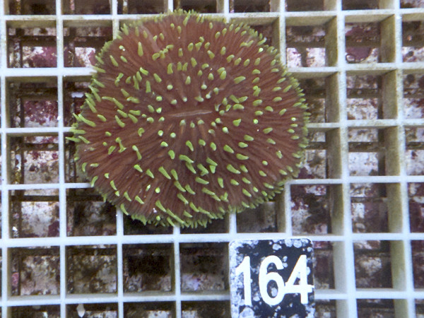 Fungia spec. green (164)