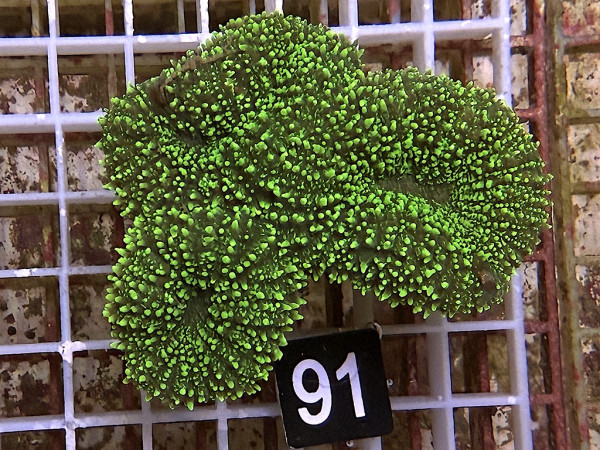 Lobophyllia spec. - Hirnkoralle ultra (130)