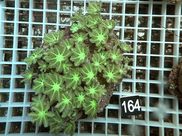 Clavularia spec. - Stolonifera, green (164)
