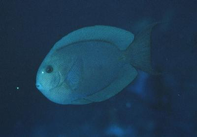 Acanthurus nubilus - Nadelstreifen-Doktorfisch