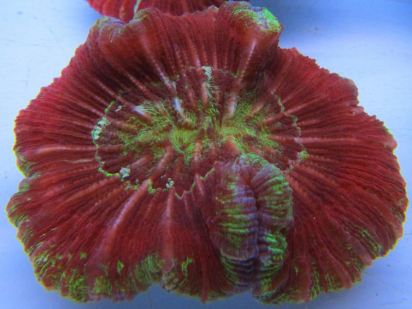 Wellsophyllia radiata - Hirnkoralle rot (E 01149/18)