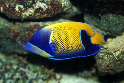 Pomacanthus navarchus - Traumkaiser juvenile