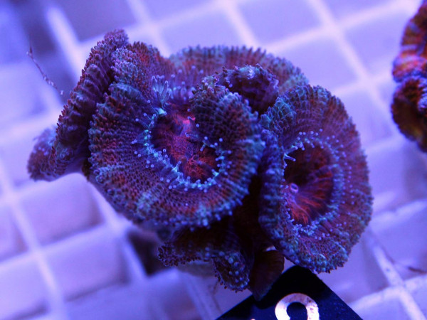 Acanthastrea spec. Frag (12)