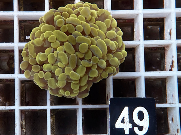 Euphyllia paraancora gold Einzelpolyp (49)