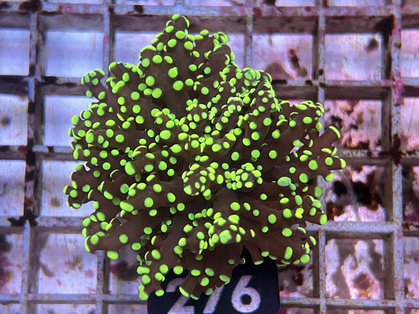 Euphyllia yaeyamaensis Einzelpolyp (276)