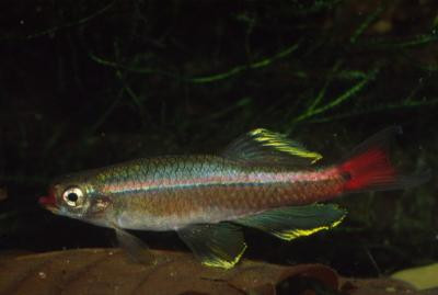 Tanichthys albonubes - Kardinalfisch