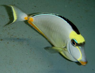 Naso lituratus - Gelbklingen-Nasendoktor
