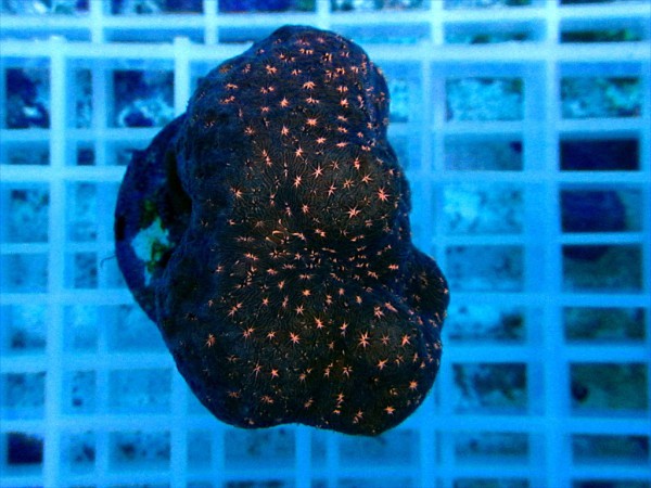 Pavona maldivensis
