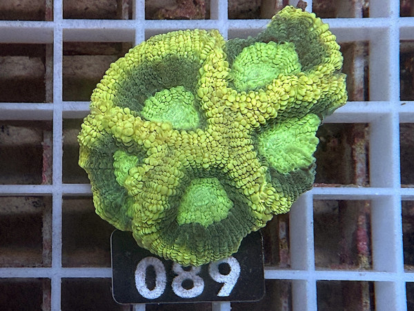 Favia spec.- ultra (089)