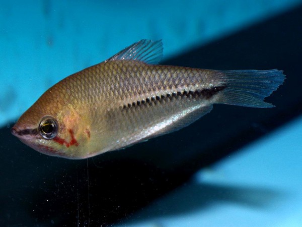 Sphaerichthys acrostoma - Mondschein-Schokoladengurami