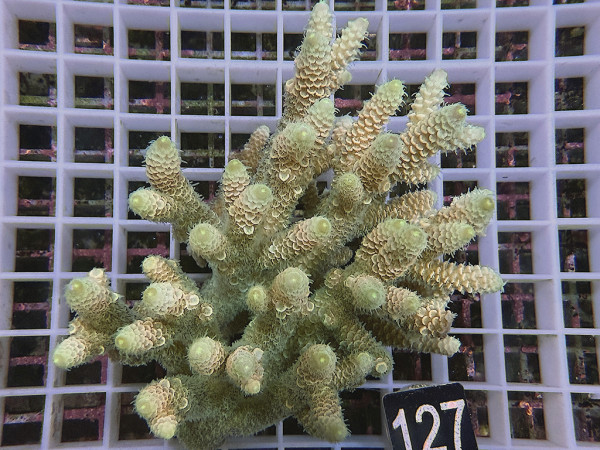 Acropora sp. ultra (127)