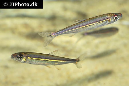 Iguanodectes geisleri - Eidechsensalmler Red Stripe