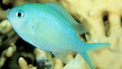 Chromis viridis - grünes Schwalbenschwänzchen