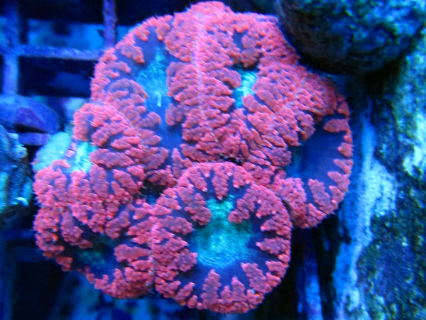 Blastomussa wellsi - Blastomussa wellsi Red 2-3 Polypen