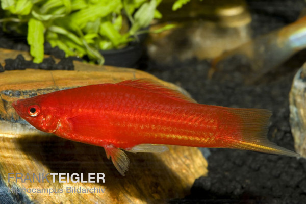Xiphophorus hellerii - Roter Schwertträger