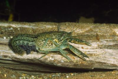 Procambarus sp. - Mexikanischer Flußkrebs
