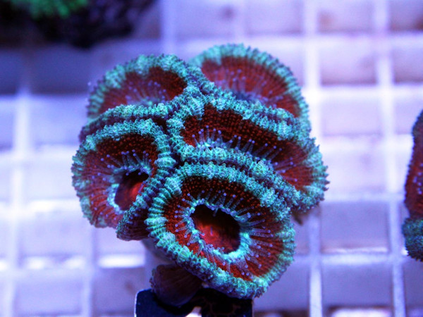 Acanthastrea spec. Frag (1)