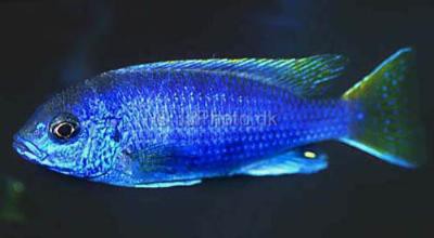 Pseudotropheus aceii - Blauer Gelbflossenmaulbrüter