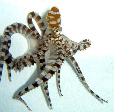 Wunderpus photogenicus - Mimikry-Octopus