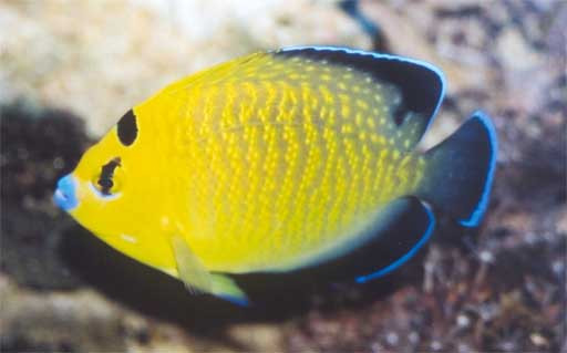 Apolemichthys xanthopunctatus - Goldtupfen-Kaiserfisch, Hawaii - selten!