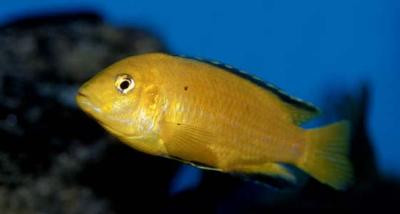 Labidochromis caeruleus - Yellow