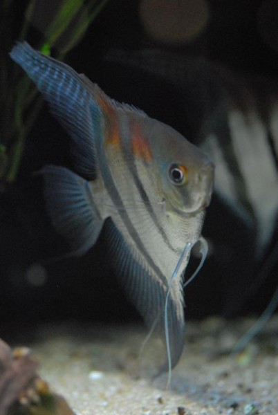 Pterophyllum scalare - Rotrücken Skalar, WF Manacapuru
