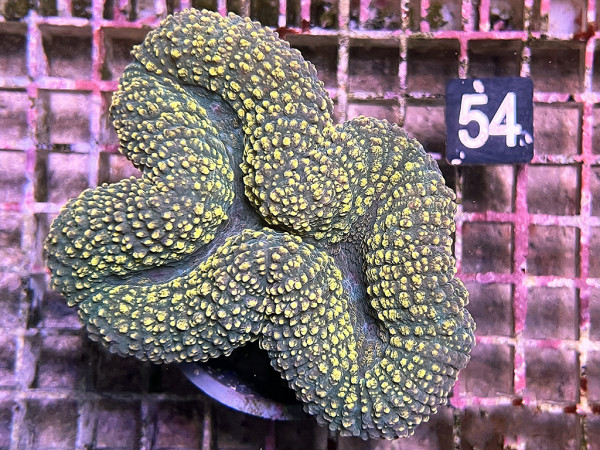 Lobophyllia spec. - Hirnkoralle gold (54)