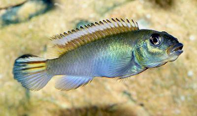 Nanochromis parilus - Blauer Kongocichlide