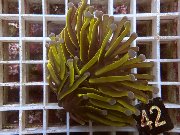 Euphyllia cristata (42)