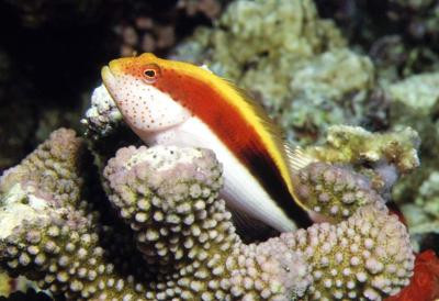 Paracirrhites forsteri - gestreifter Korallenwächter