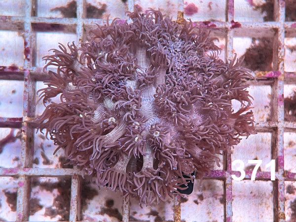 Goniopora spec. - Margeritenkoralle, purple Frag (371)