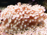 Alveopora spec. - Margeritenkoralle (E 01035/18) Alveopora spec. - Margeritenkoralle (E 01035/18)