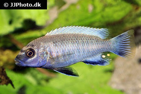 Pseudotropheus sp. - Polit 4 cm