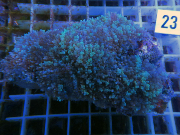 Rhodactis spec. (23)