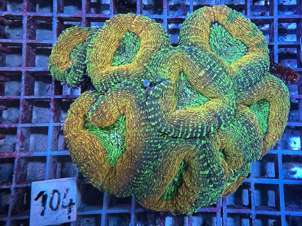Lobophyllia spec. - Hirnkoralle ultra (104)