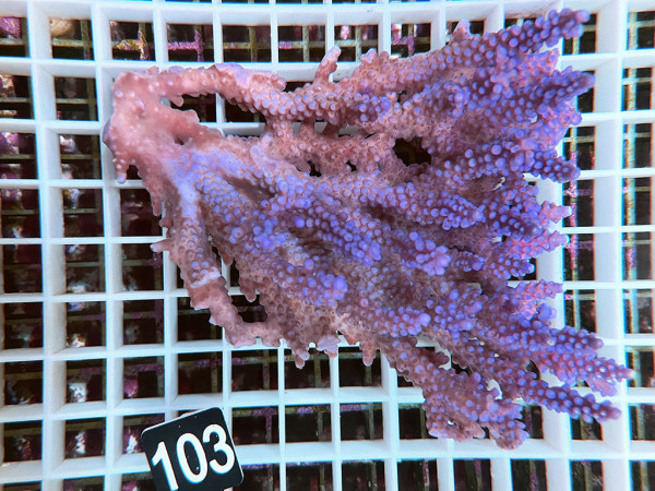 Acropora sp. ultra (103)