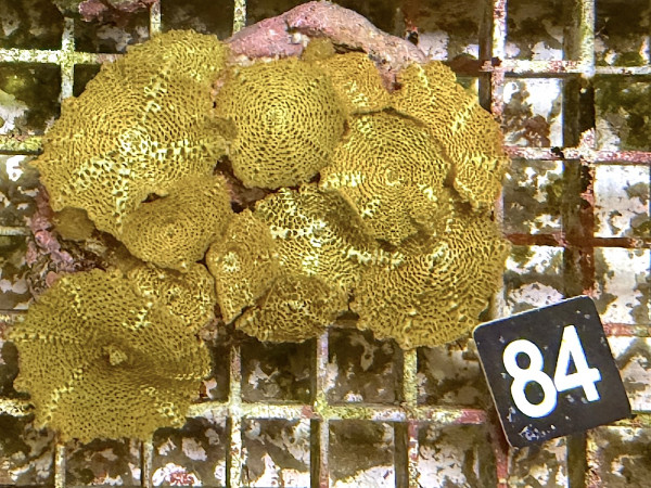 Discosoma spec. - gold (84)