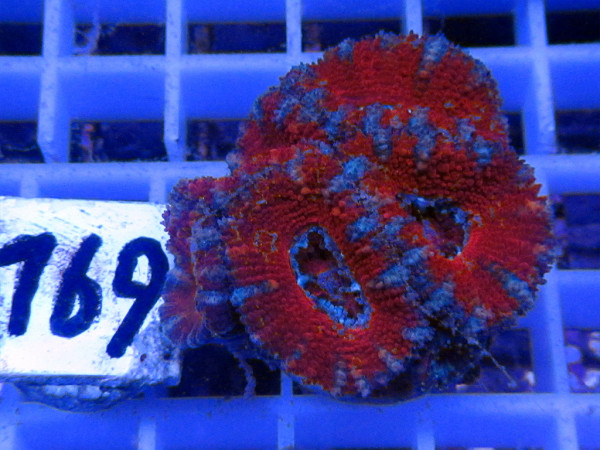 Acanthastrea spec. Frag (169)