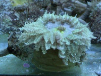 Phymanthus spec. - Sandanemone Phymanthus spec. - Sandanemone