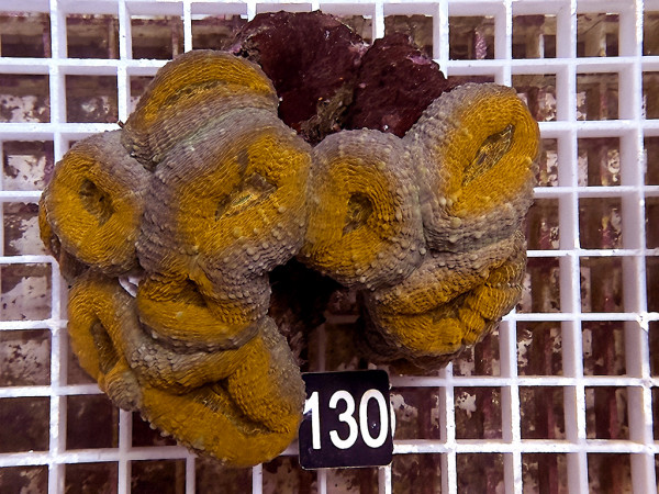 Lobophyllia spec. - Hirnkoralle ultra (130)